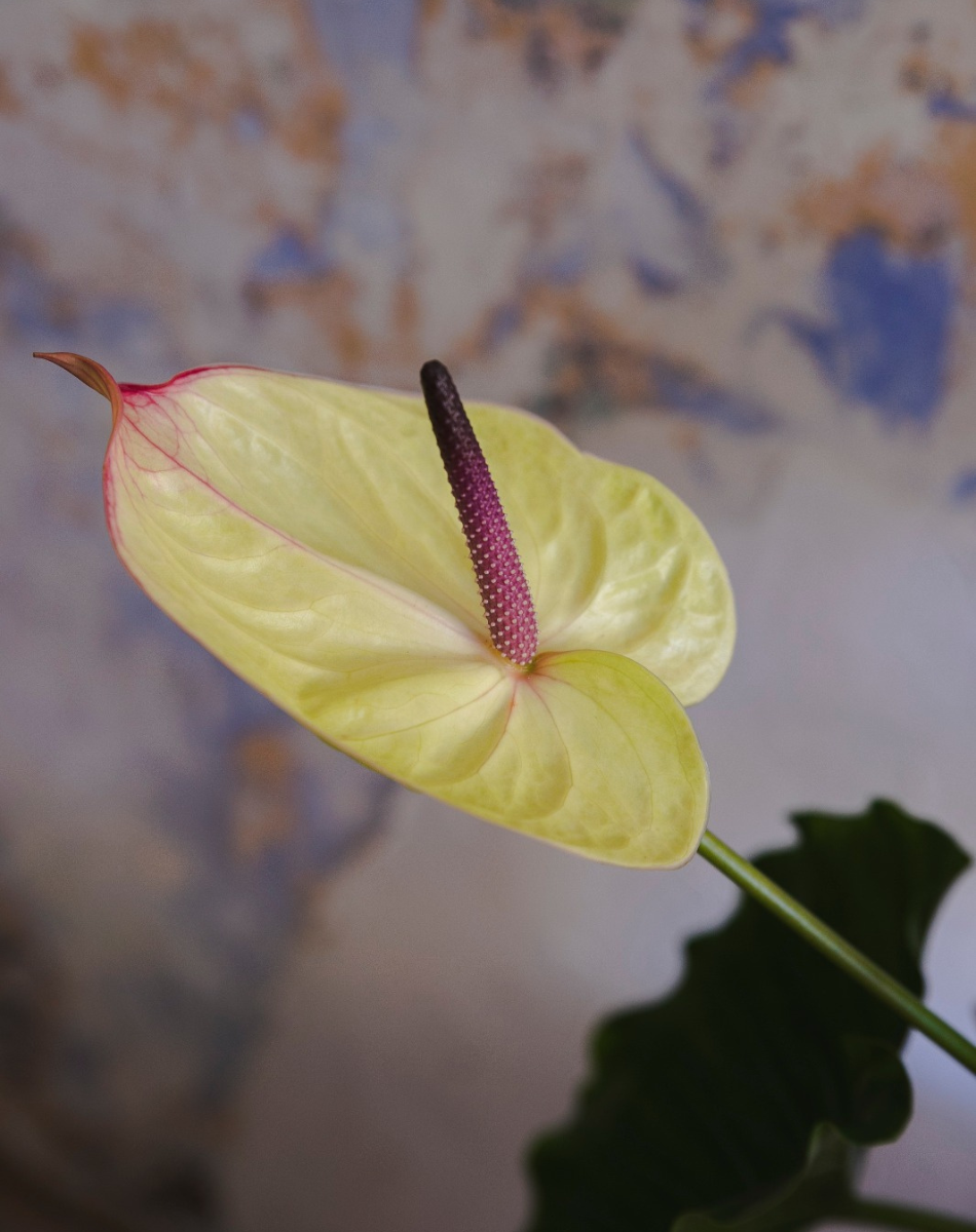 Anthurium