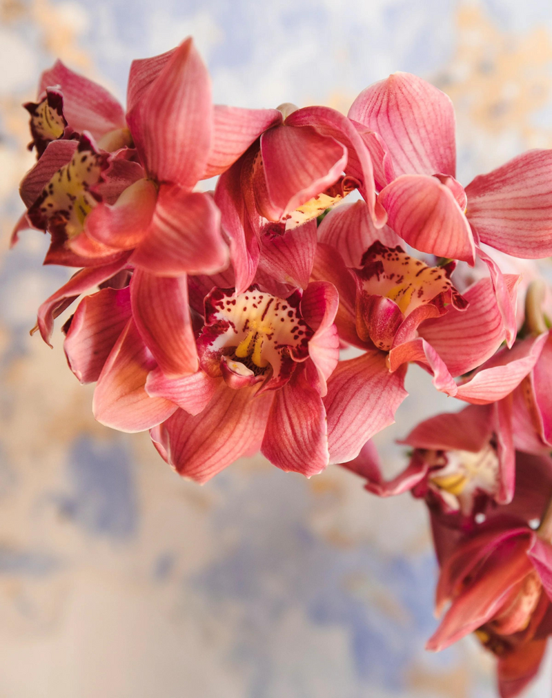 The Cymbidium