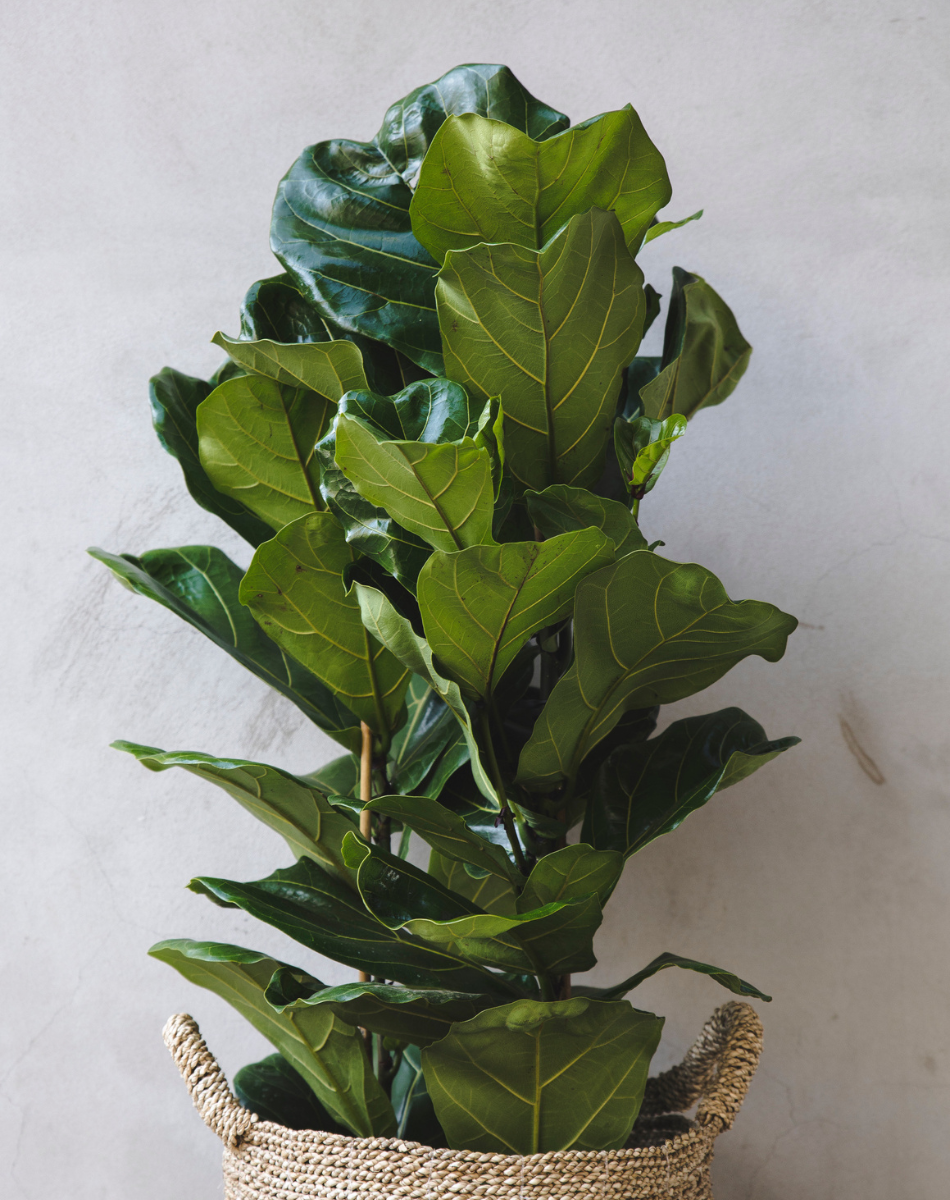 Fiddle-Leaf Fig