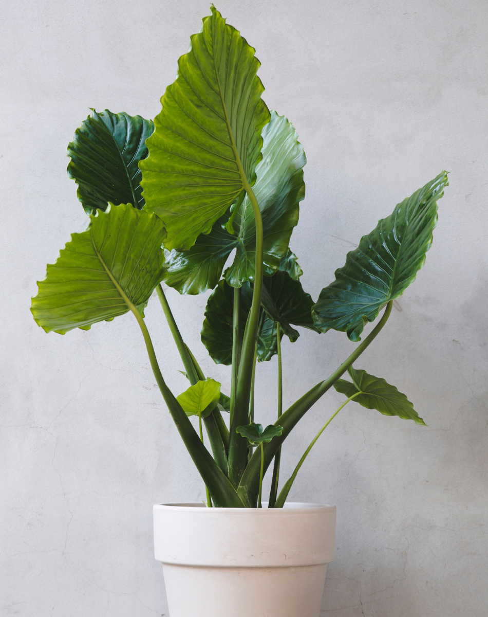 Giant Alocasia