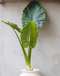 Giant Alocasia