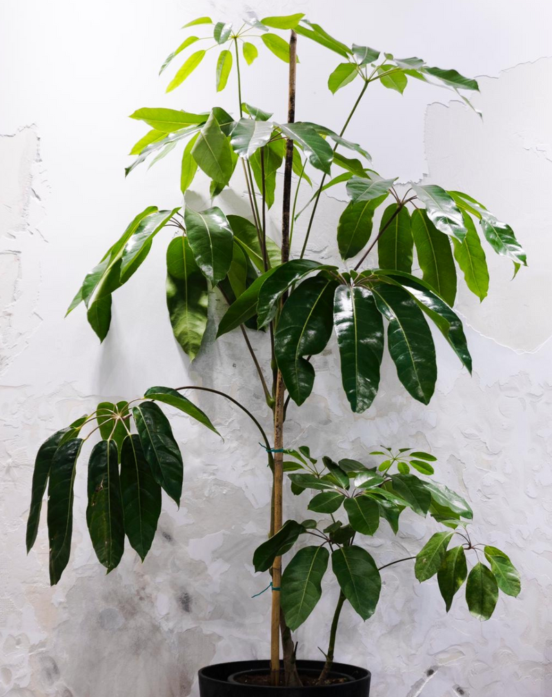 Giant Schefflera