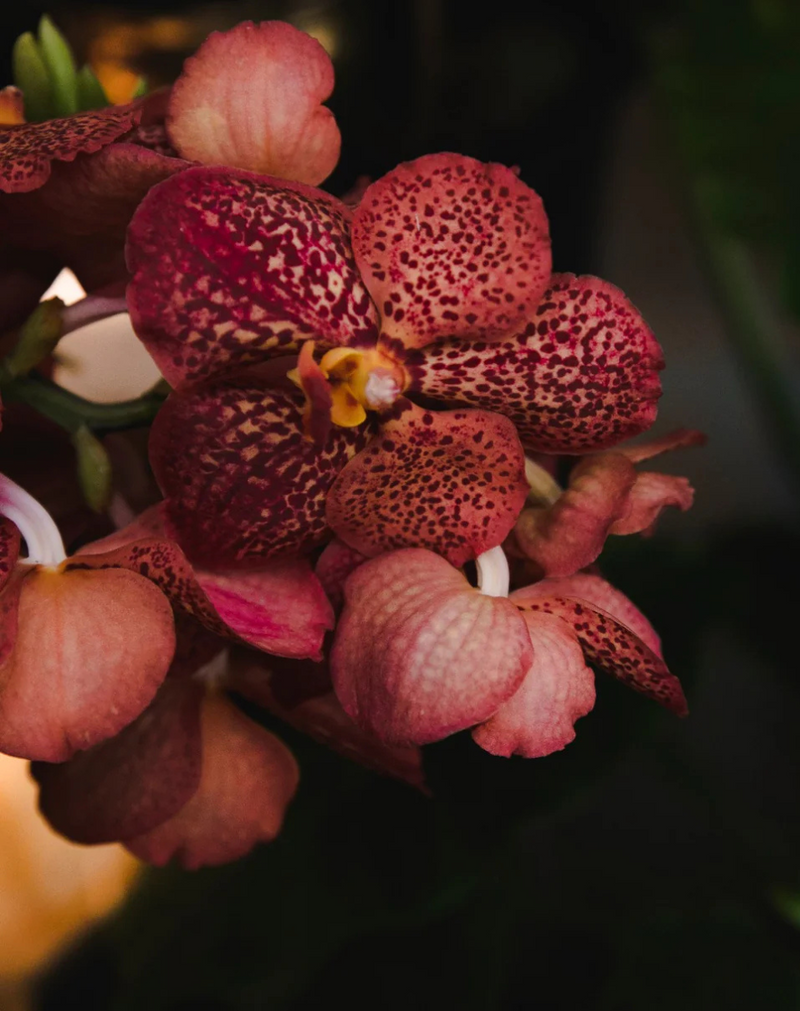 Vanda